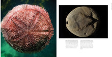 Load image into Gallery viewer, Sample page from Underwater Wild, From the Creators of My Octopus Teacher
